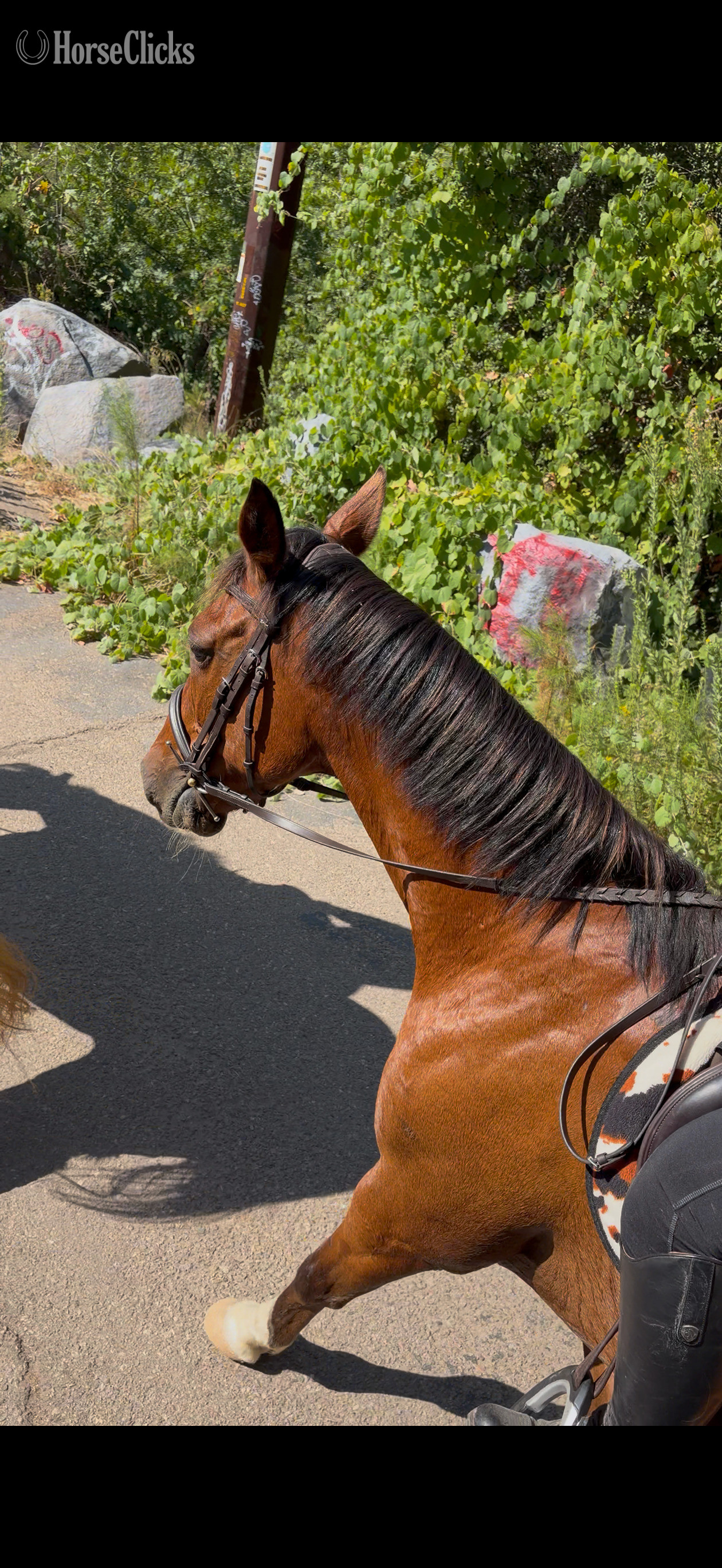 Pony - "Twix"  Gelding Pony in California