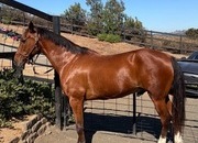"Twix"  Gelding Pony