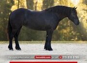 "Namaste" Black Mare Draft