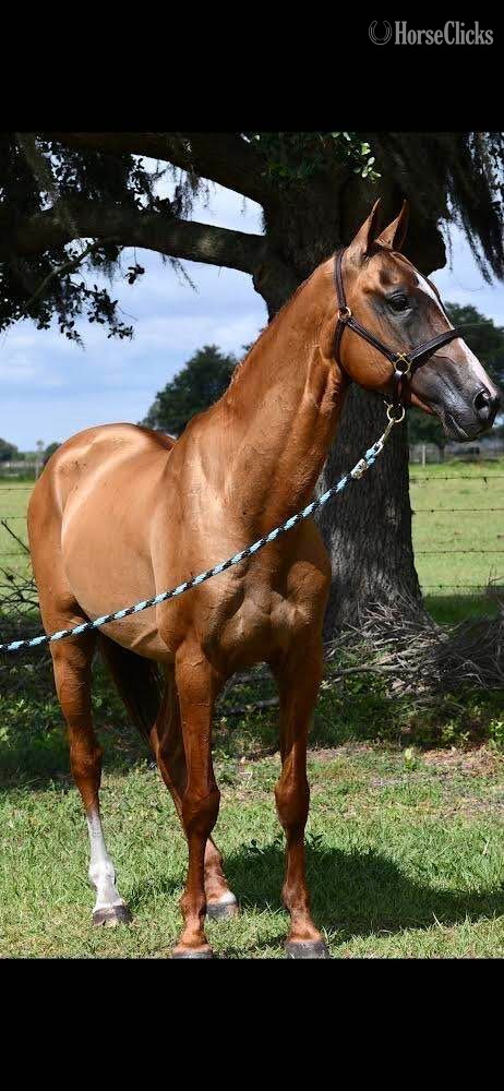 "Elvis" Chestnut Stallion Akhal Teke in Florida