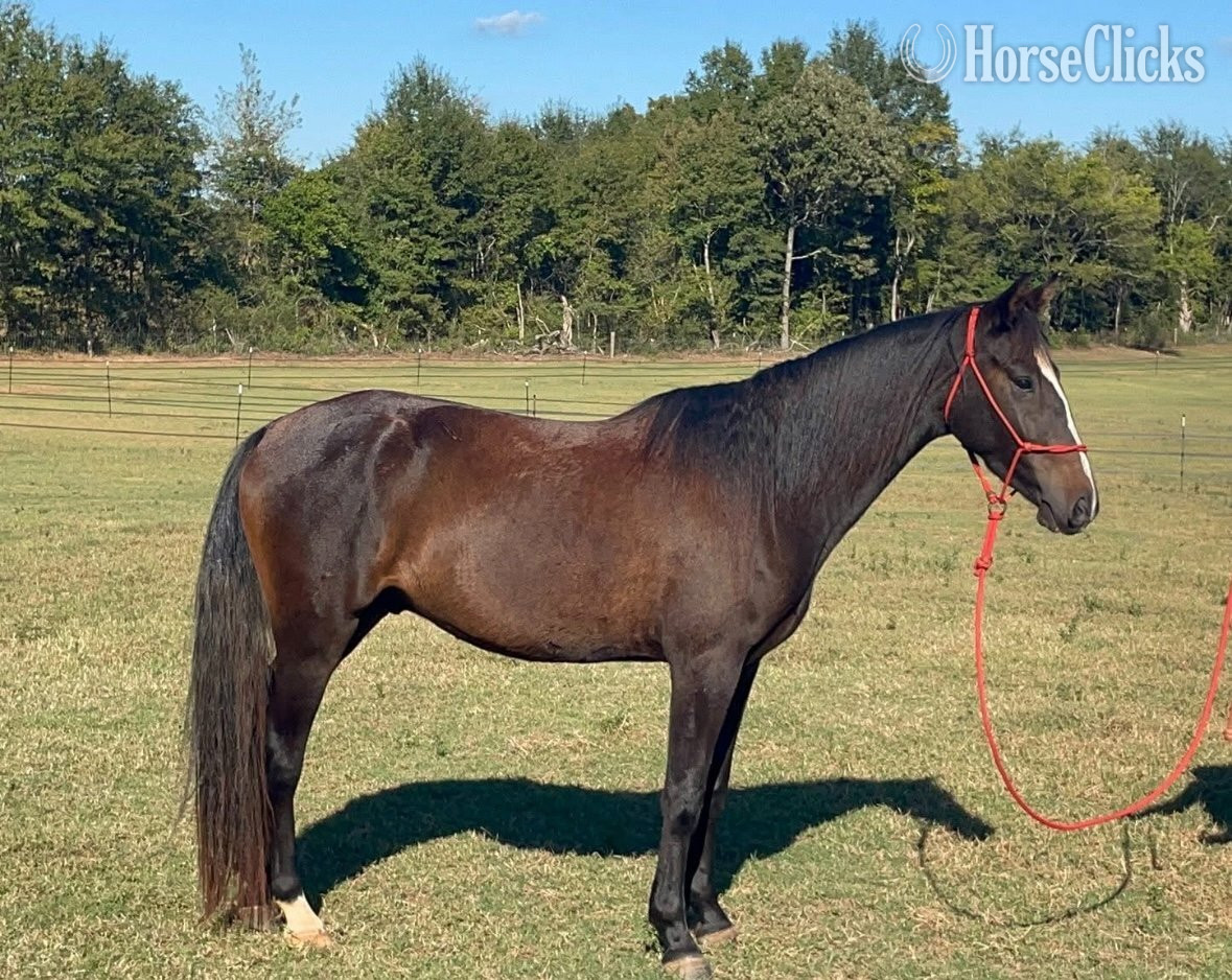 "Whiskey " Bay Gelding Mustang in Georgia