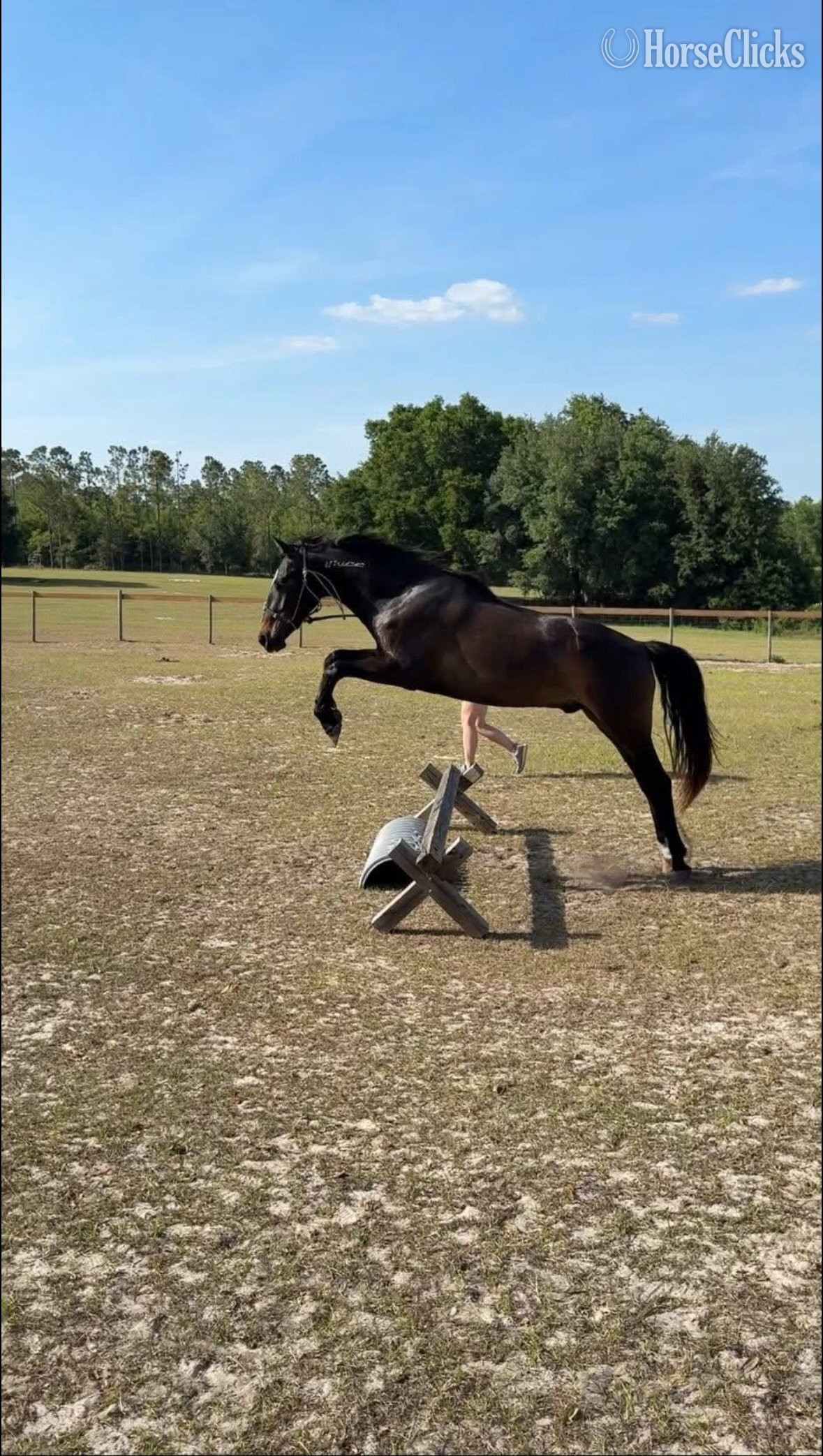 "Whiskey " Bay Gelding Mustang