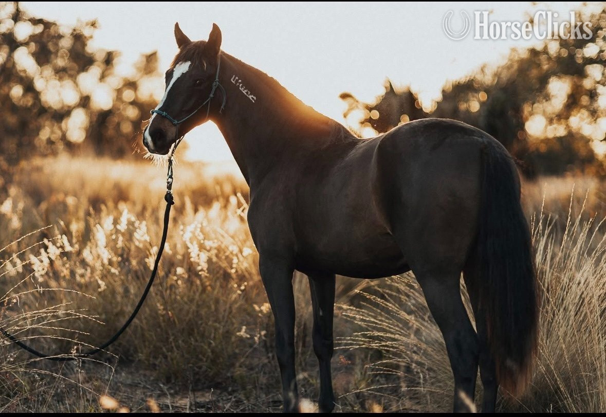 Georgia "Whiskey " Bay Gelding Mustang