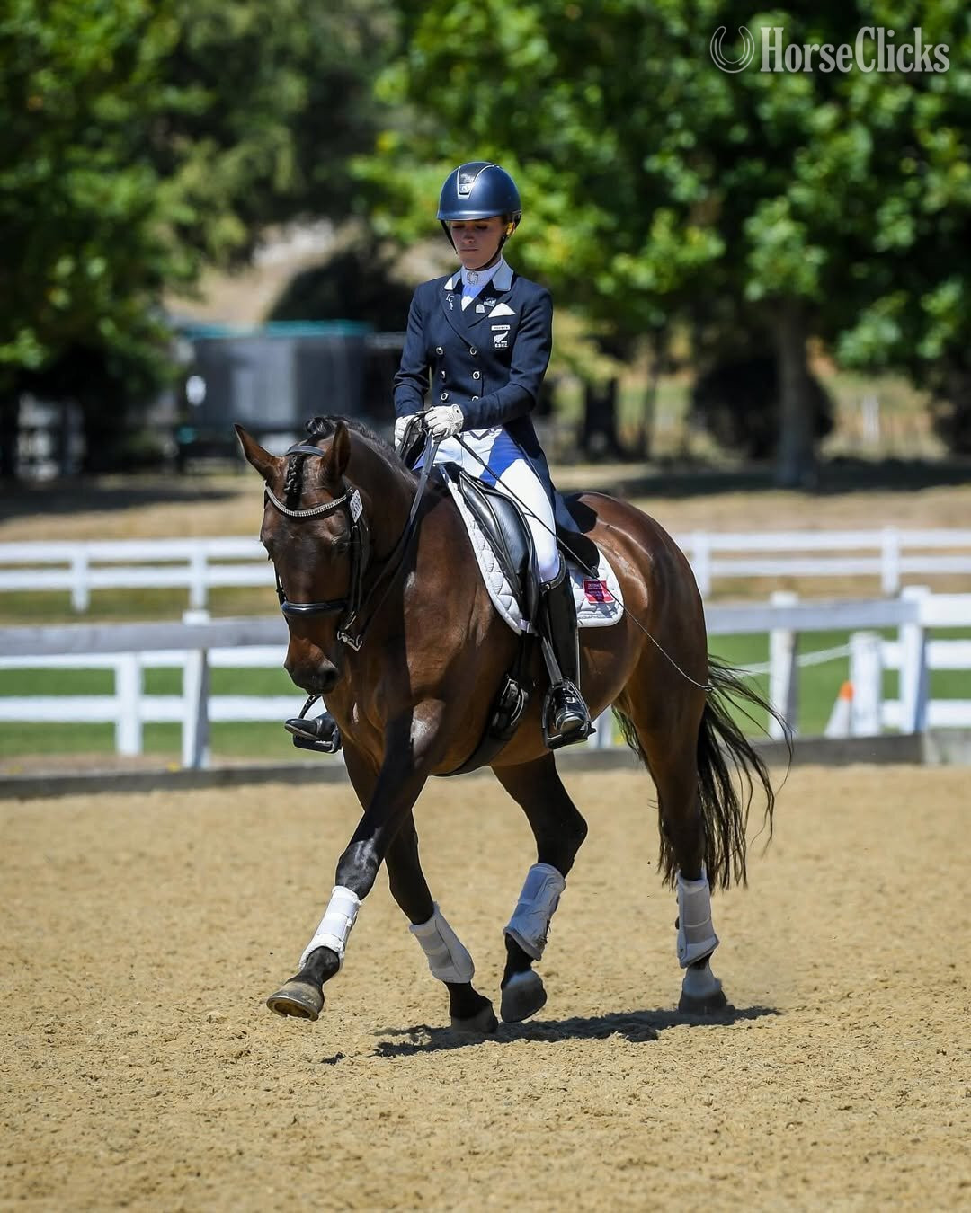"Vancur" Bay Gelding Dutch Warmblood