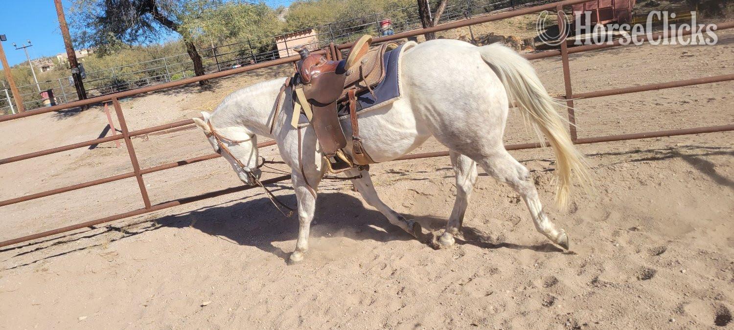 Arizona "PC Frosted My Bug or Bunny" Grey Mare Quarter Horse