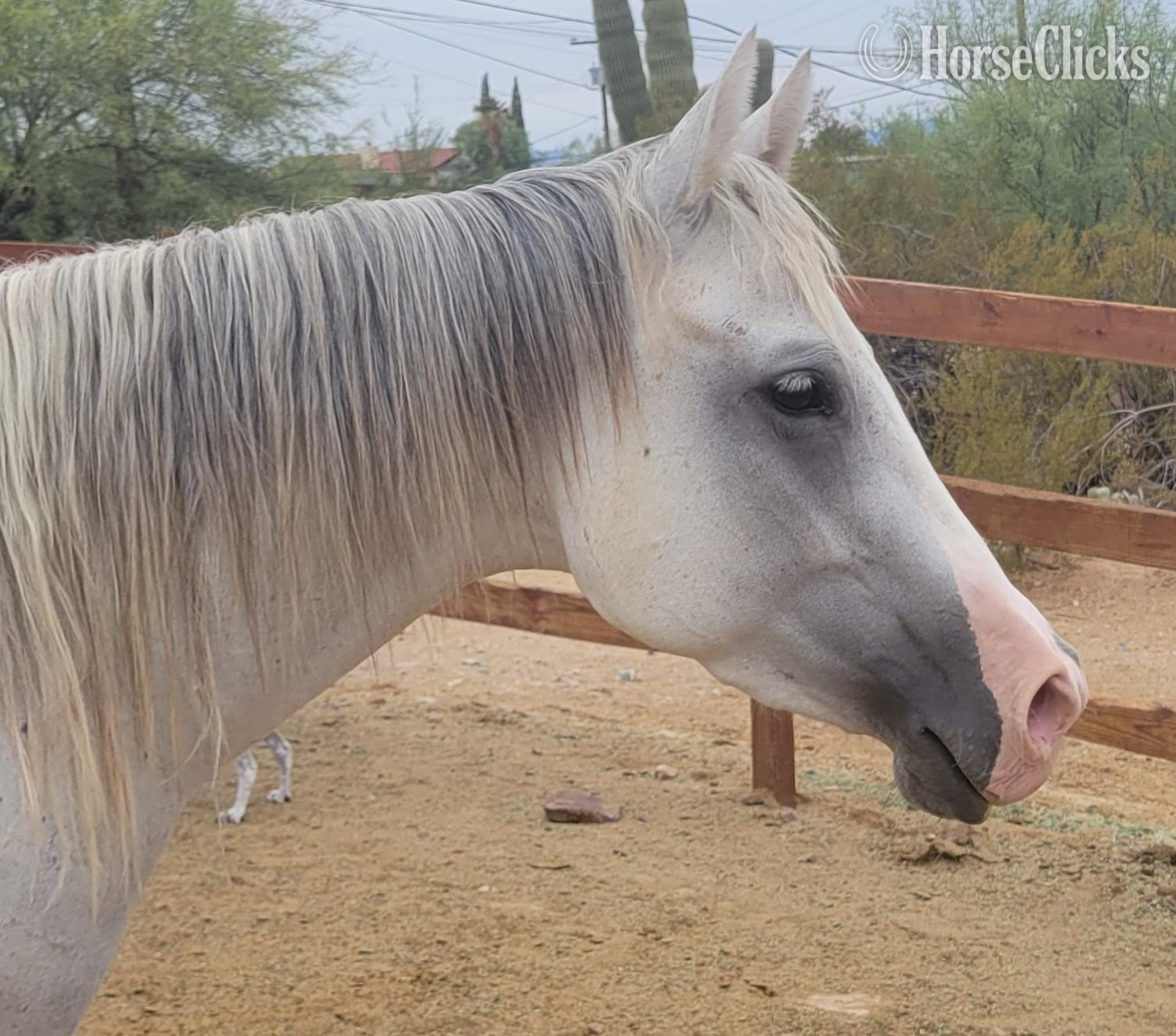 "PC Frosted My Bug or Bunny" Grey Mare Quarter Horse