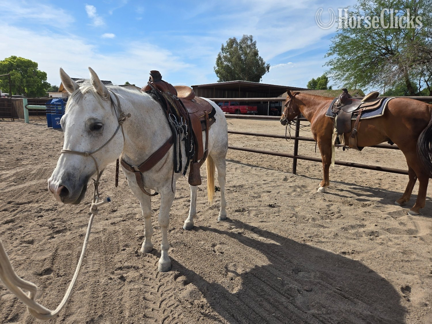 "PC Frosted My Bug or Bunny" Grey Mare Quarter Horse - Quarter Horse
