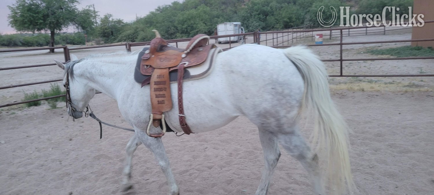 "PC Frosted My Bug or Bunny" Grey Mare Quarter Horse Arizona