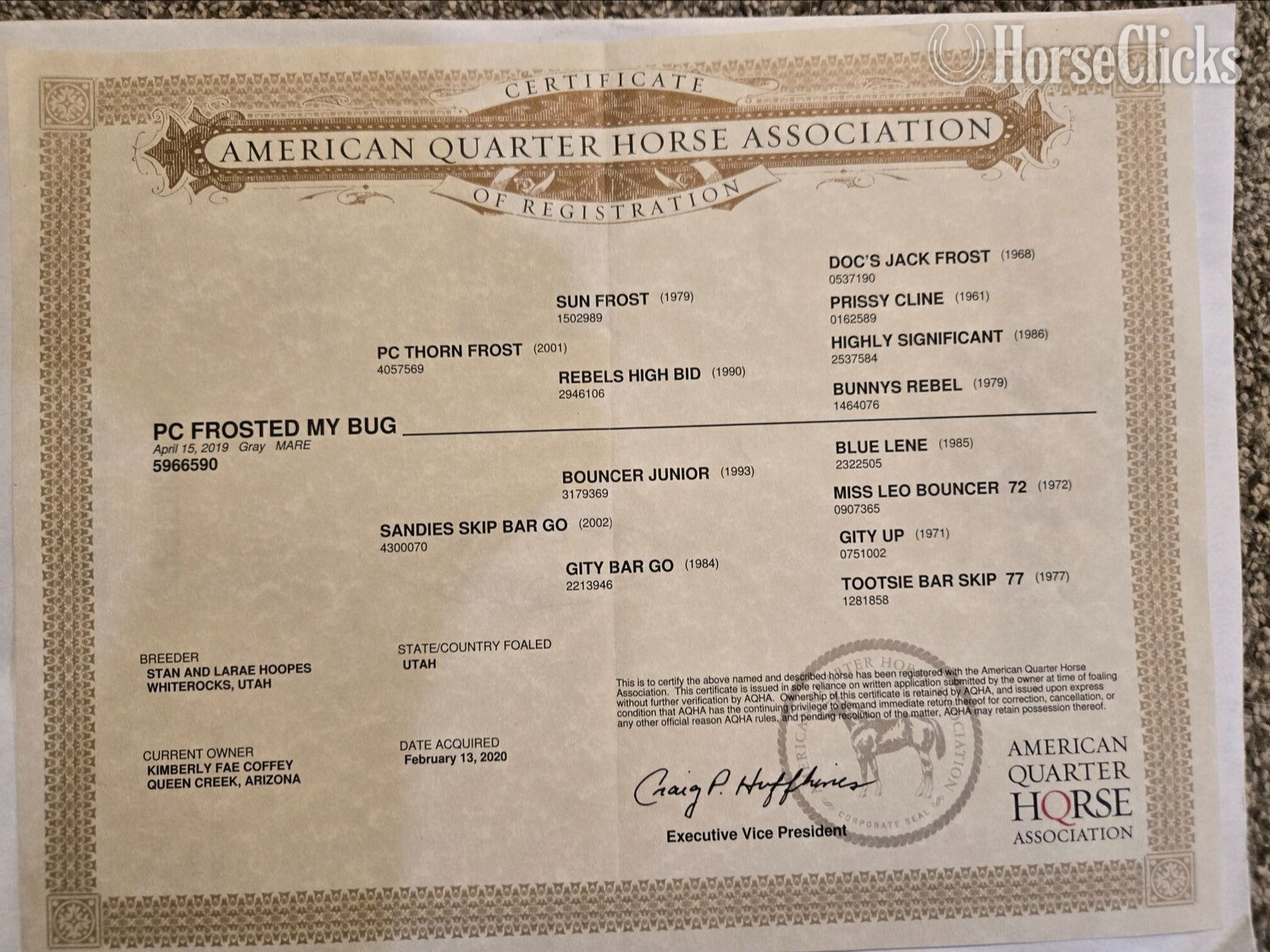 Quarter Horse - "PC Frosted My Bug or Bunny" Grey Mare Quarter Horse in Arizona