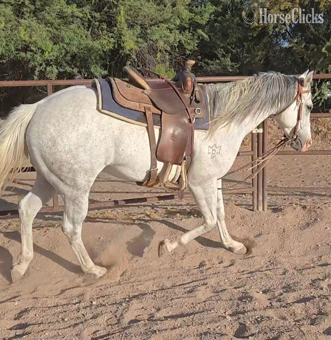 "PC Frosted My Bug or Bunny" Grey Mare Quarter Horse - Quarter Horse in Arizona