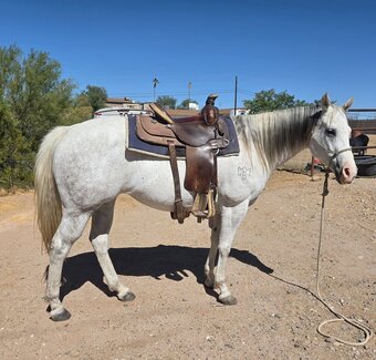 "PC Frosted My Bug or Bunny" Grey Mare Quarter Horse