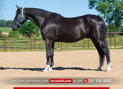 "Ritchie " Black Gelding American Saddlebred