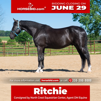 "Ritchie " Black Gelding American Saddlebred