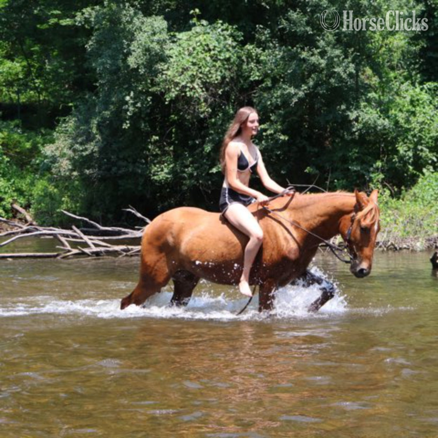"RED" Sorrel Gelding Tennessee Walker