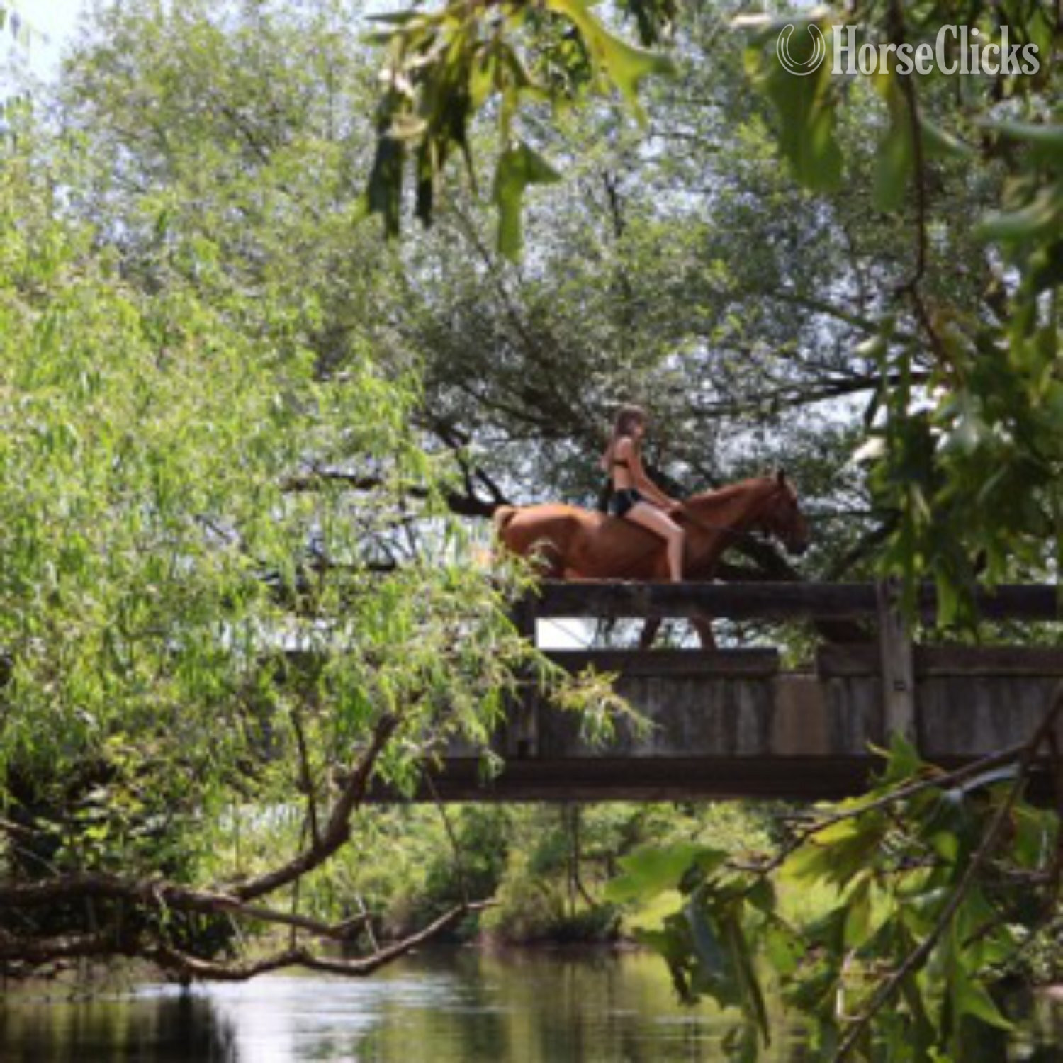 "RED" Sorrel Gelding Tennessee Walker - Tennessee Walker in Michigan