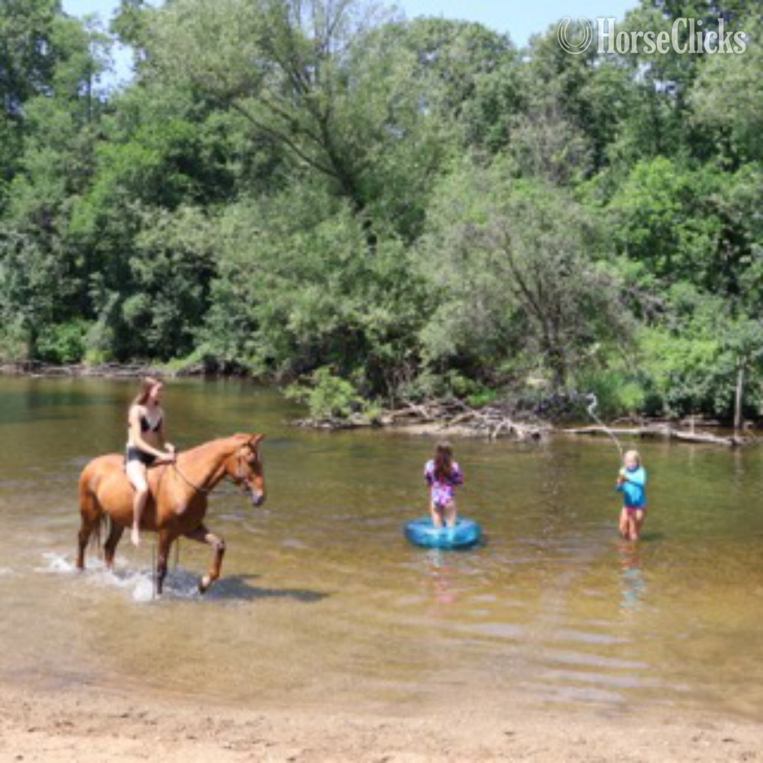 "RED" Sorrel Gelding Tennessee Walker - Tennessee Walker