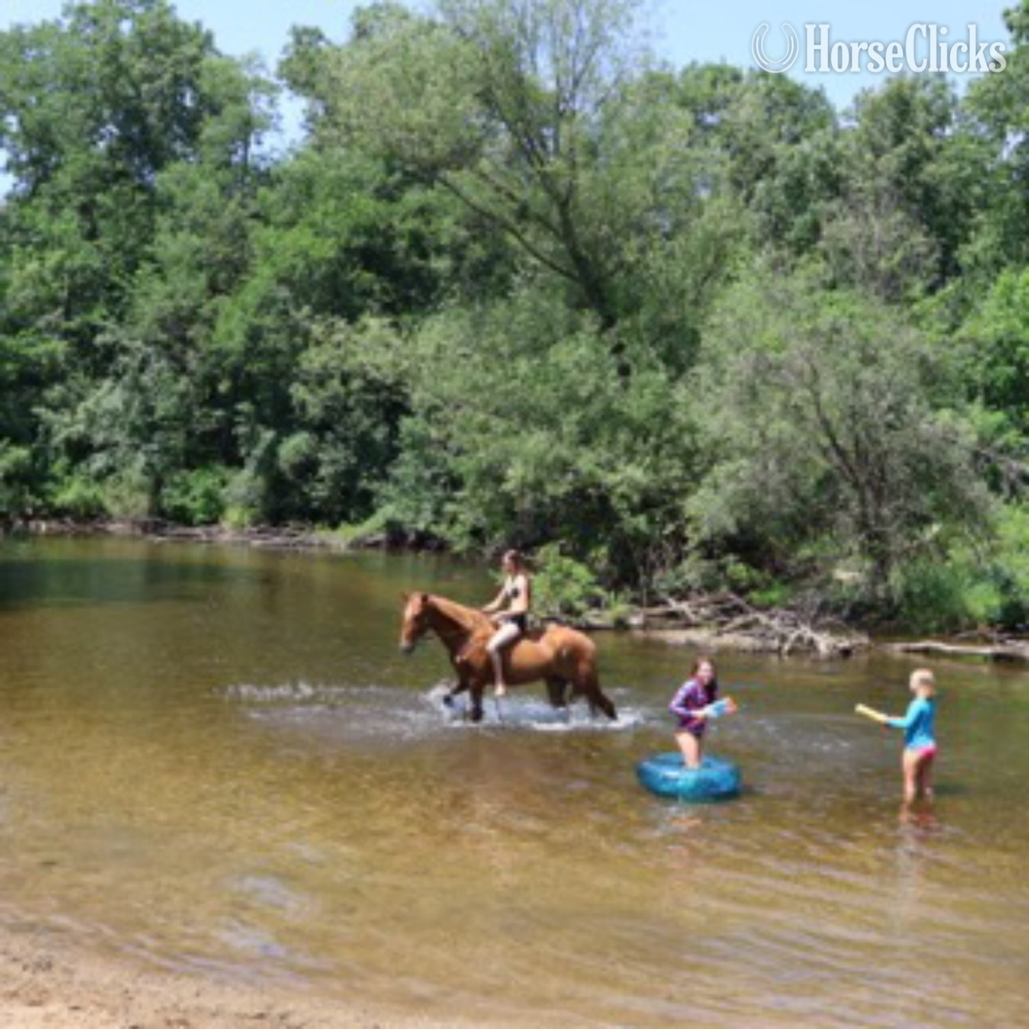 "RED" Sorrel Gelding Tennessee Walker Michigan