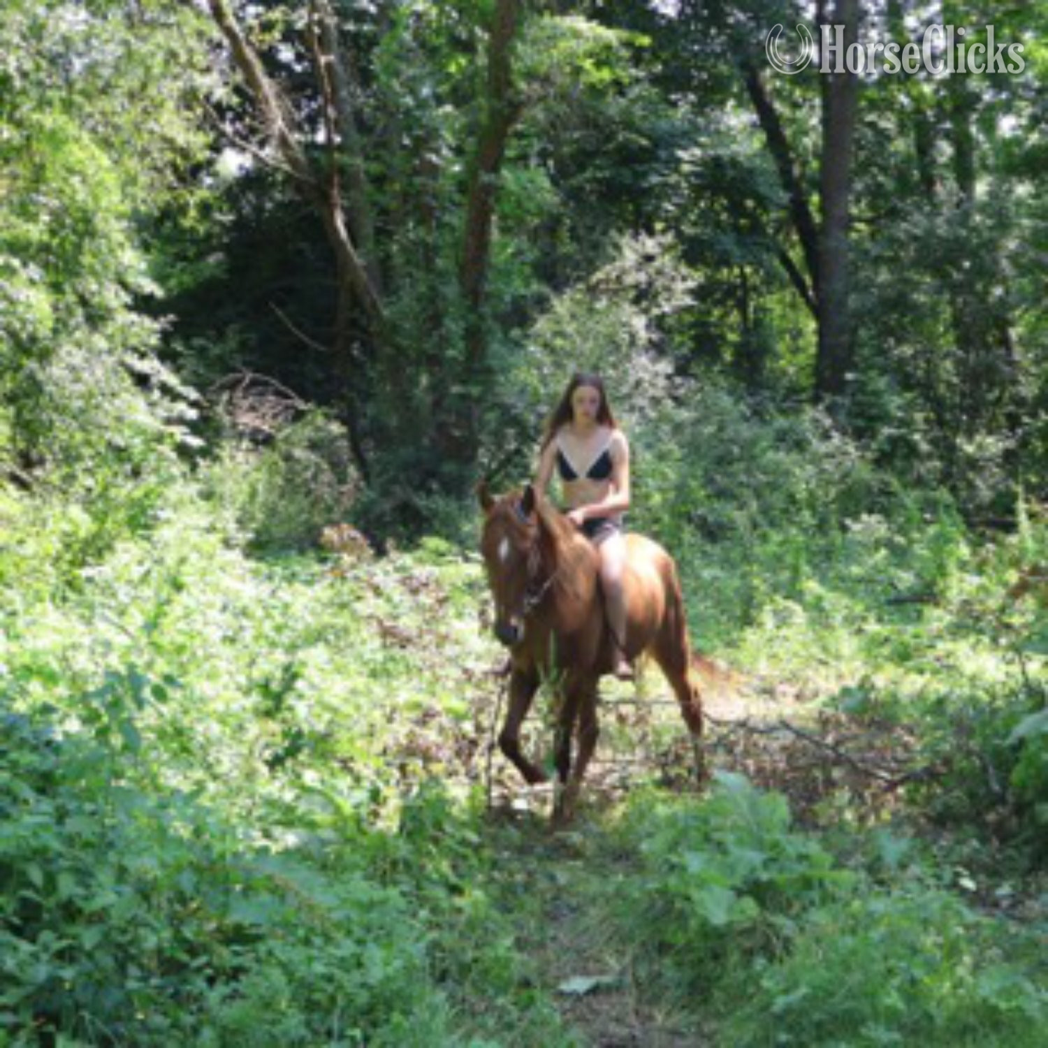 Tennessee Walker - "RED" Sorrel Gelding Tennessee Walker