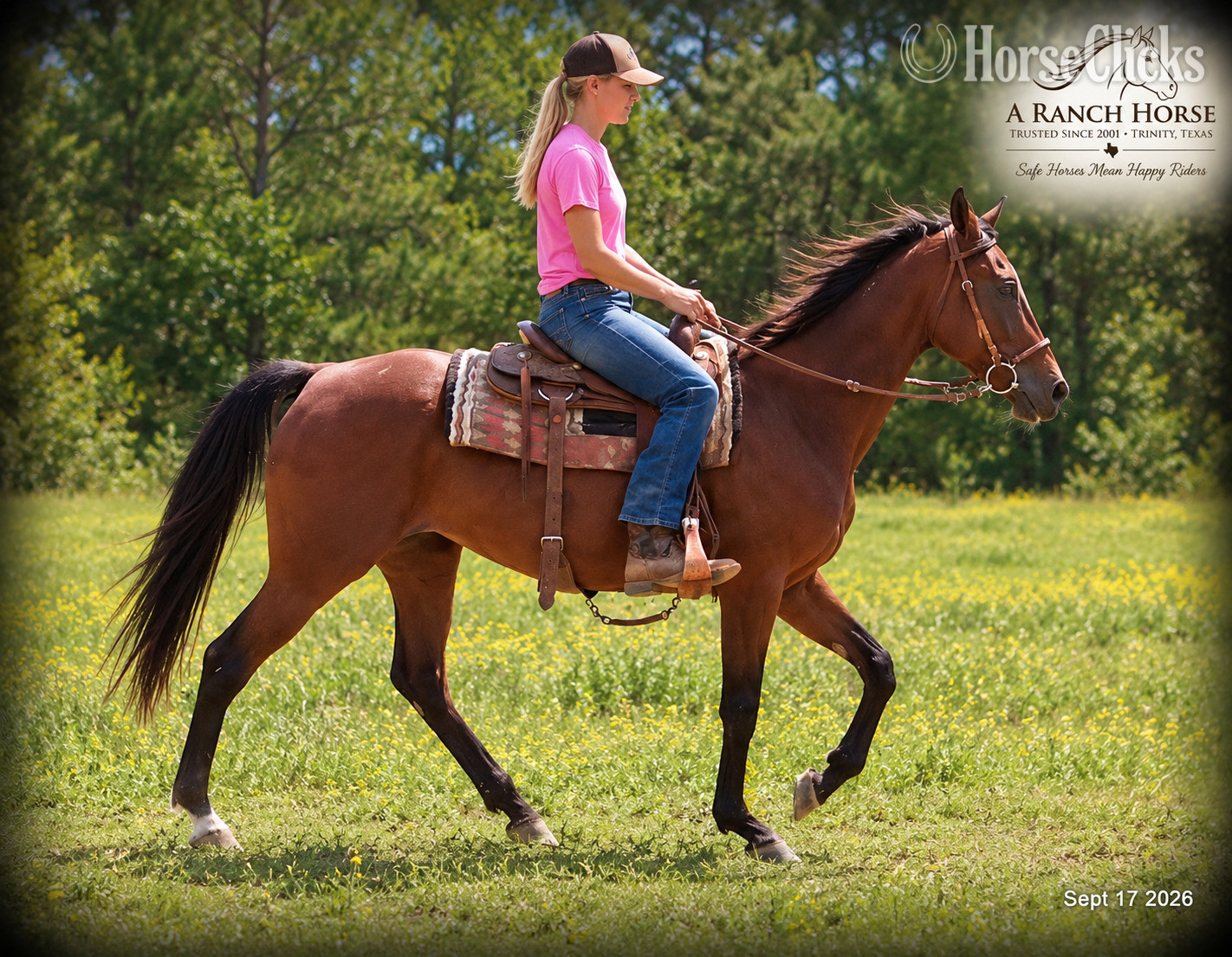 "Jessica’s Beauty | English & Western Tra" Bay Mare Standardbred Texas