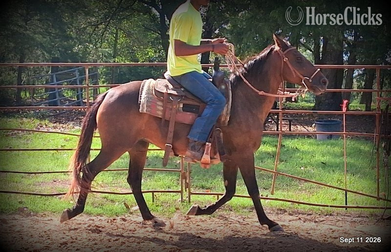 Texas "? Jessica’s Beauty • Registered Standard" Bay Mare Standardbred