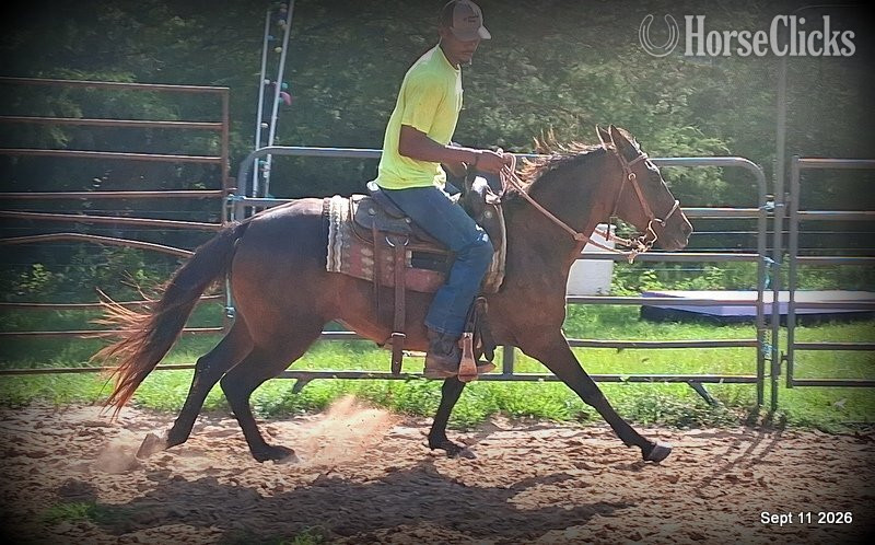 "? Jessica’s Beauty • Registered Standard" Bay Mare Standardbred - Standardbred