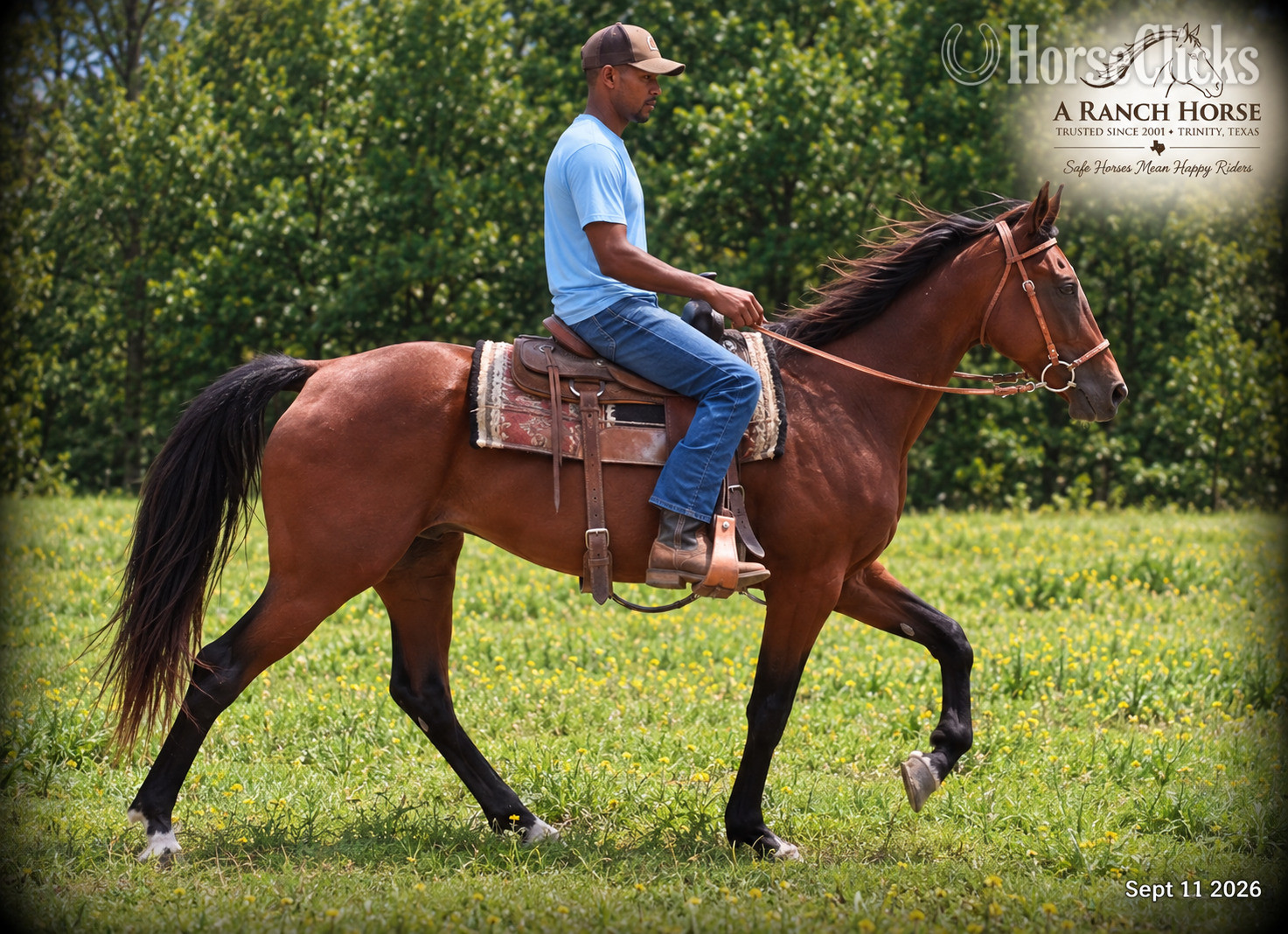 "Jessica’s Beauty | English & Western Tra" Bay Mare Standardbred - Standardbred in Texas