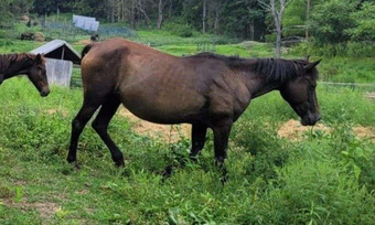 "Sonarose Rozita" Bay Mare Morgan
