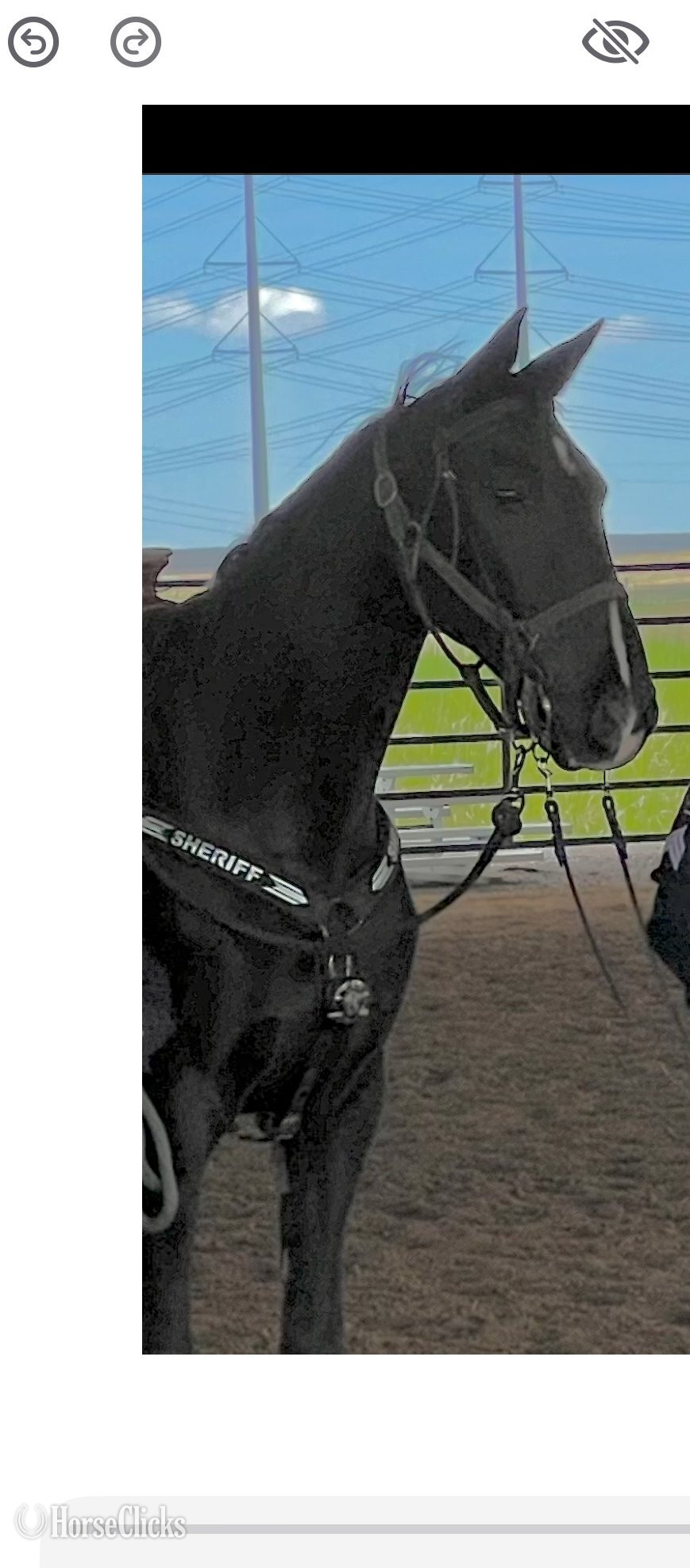 "Legacy" Black Gelding Tennessee Walker in Colorado