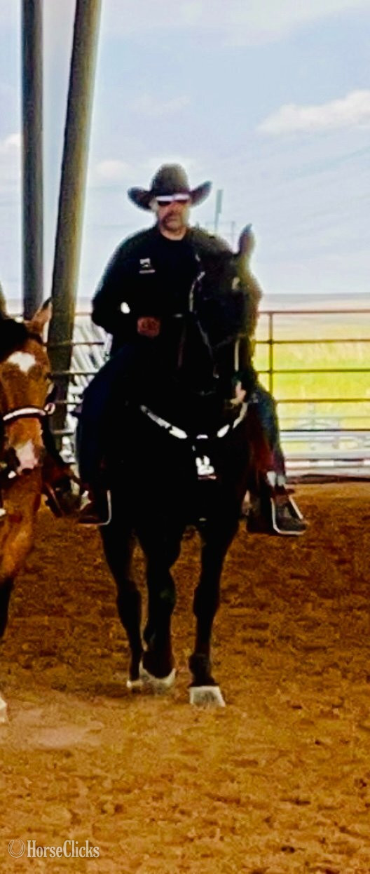 "Legacy" Black Gelding Tennessee Walker