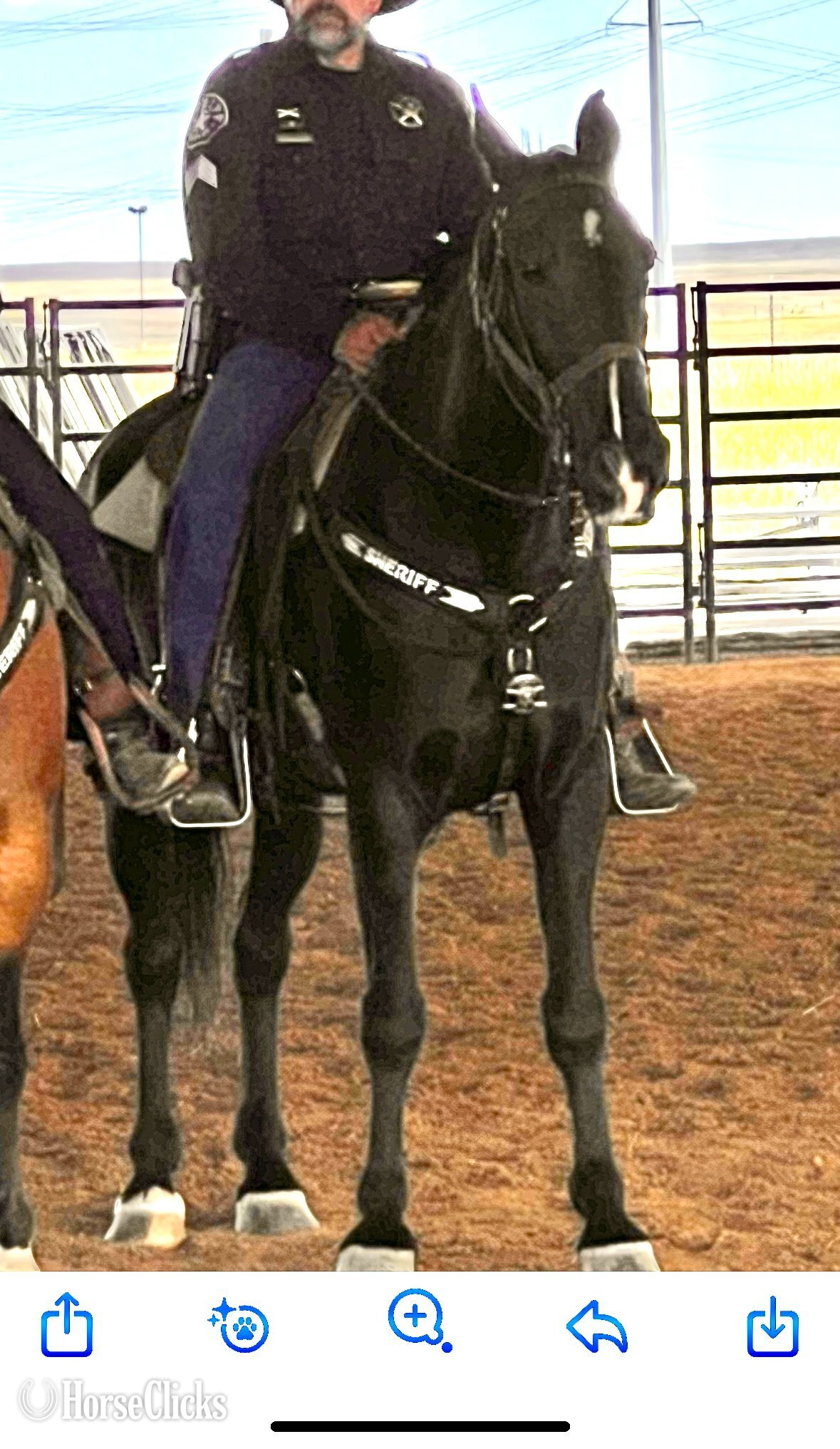 Colorado "Legacy" Black Gelding Tennessee Walker