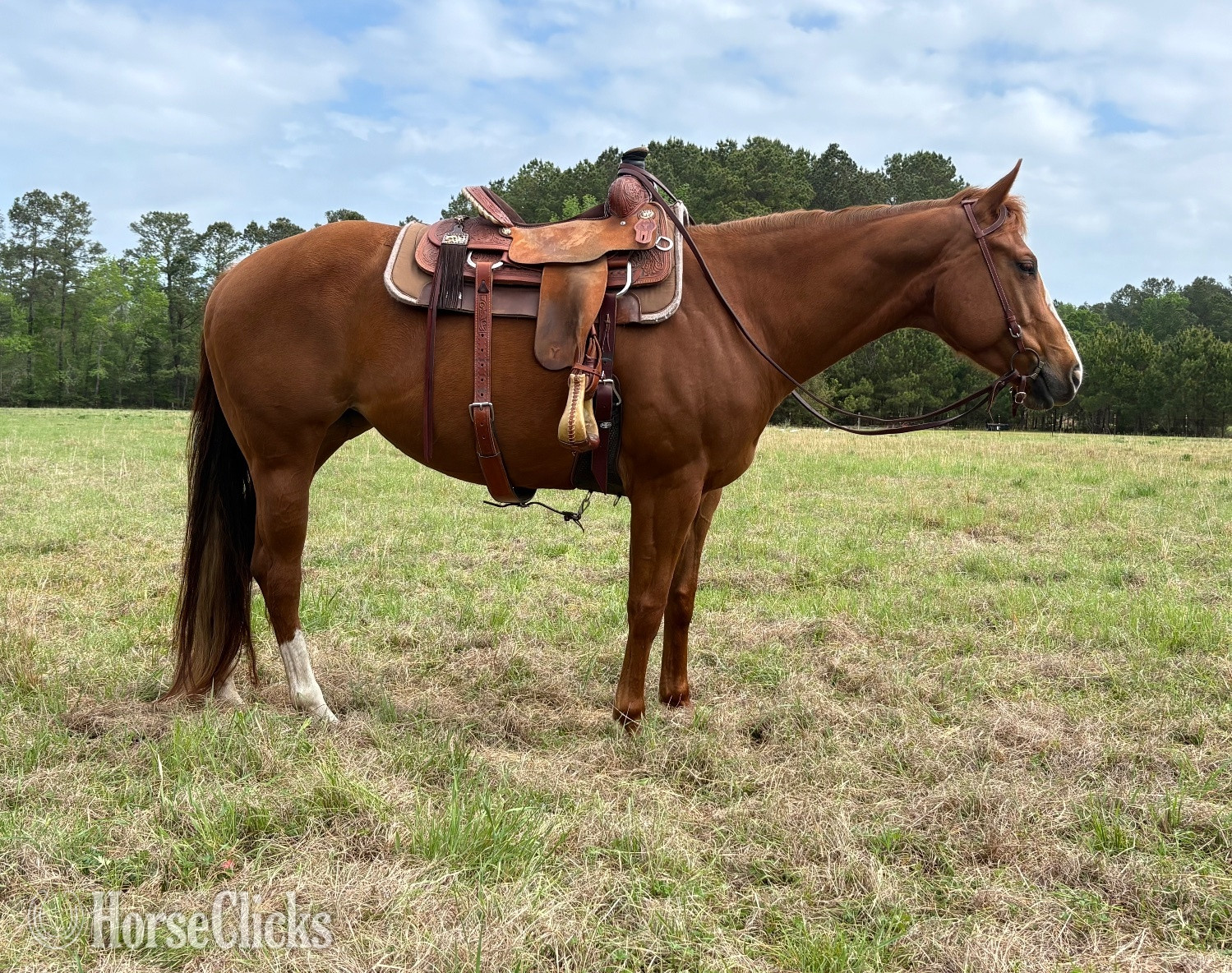 "Awesome Eva" Sorrel Mare Paint in South Carolina
