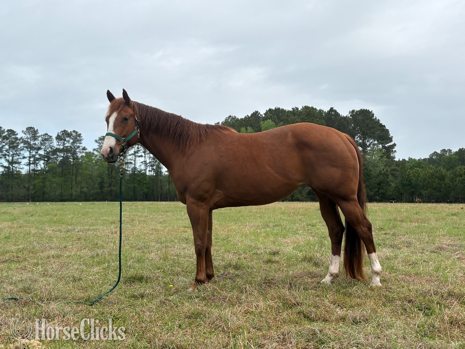 "Awesome Eva" Sorrel Mare Paint