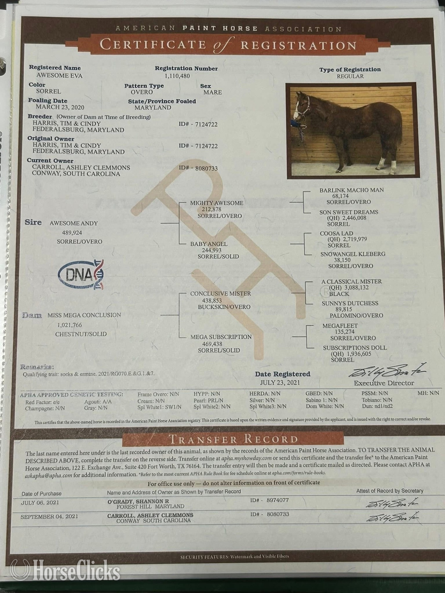 South Carolina "Awesome Eva" Sorrel Mare Paint