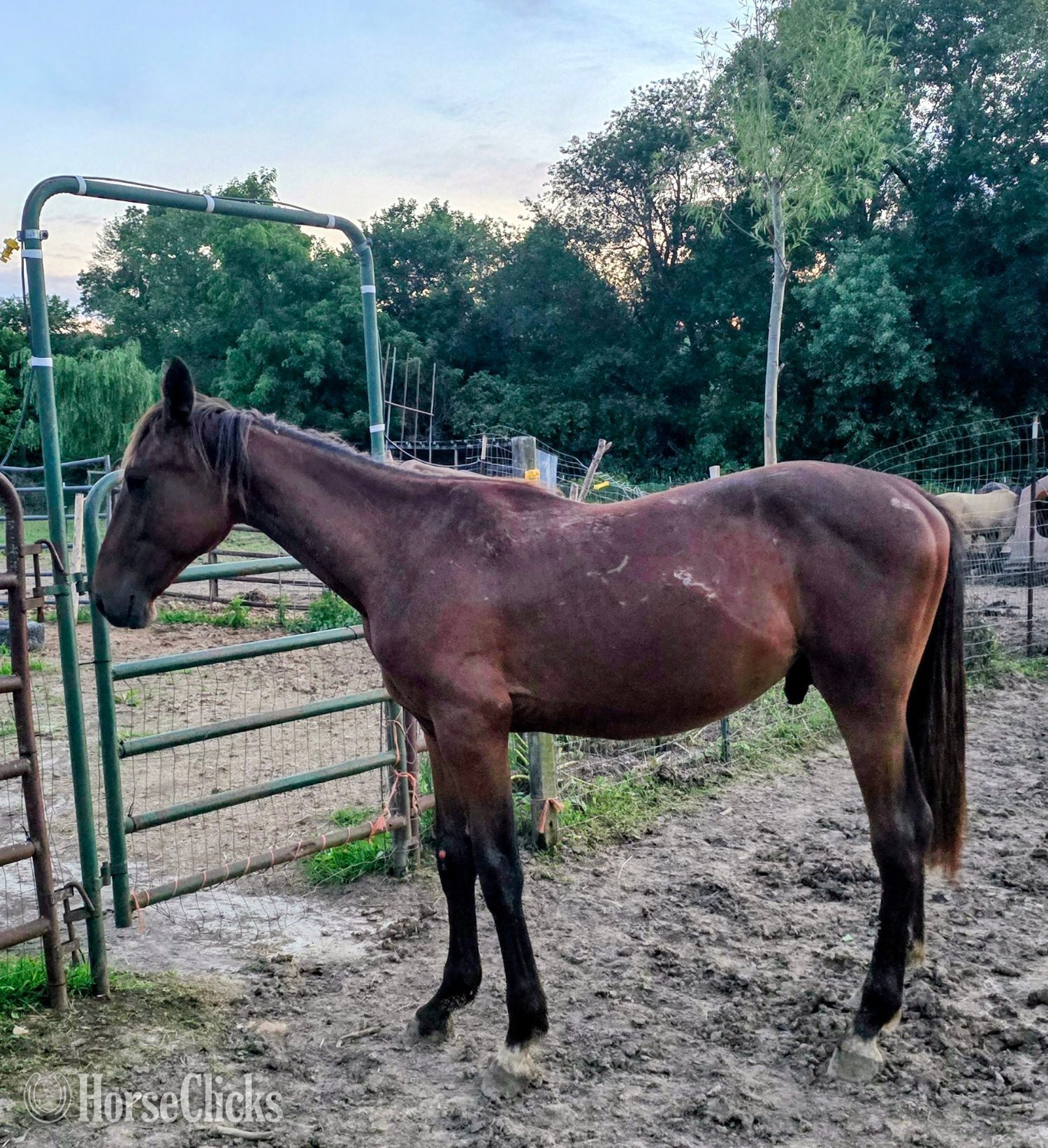 "Oaty" Bay Gelding Other Breed