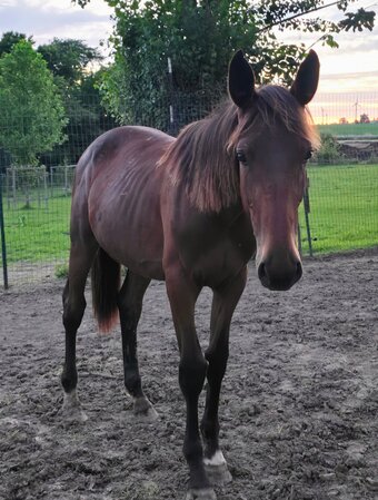"Oaty" Bay Gelding Other Breed
