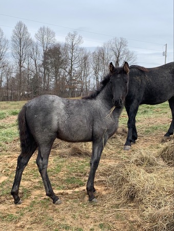 "Blues Silver Angel" Blue Roan Filly Tennessee Walker