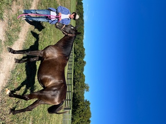 "Jubilee " Black Mare Tennessee Walker