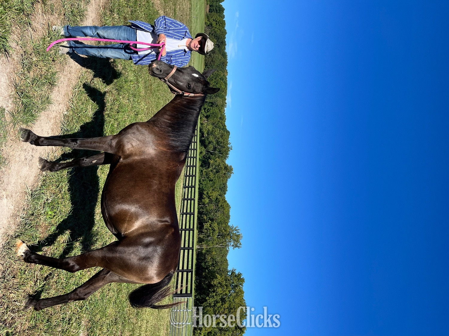 "Jubilee " Black Mare Tennessee Walker in Indiana