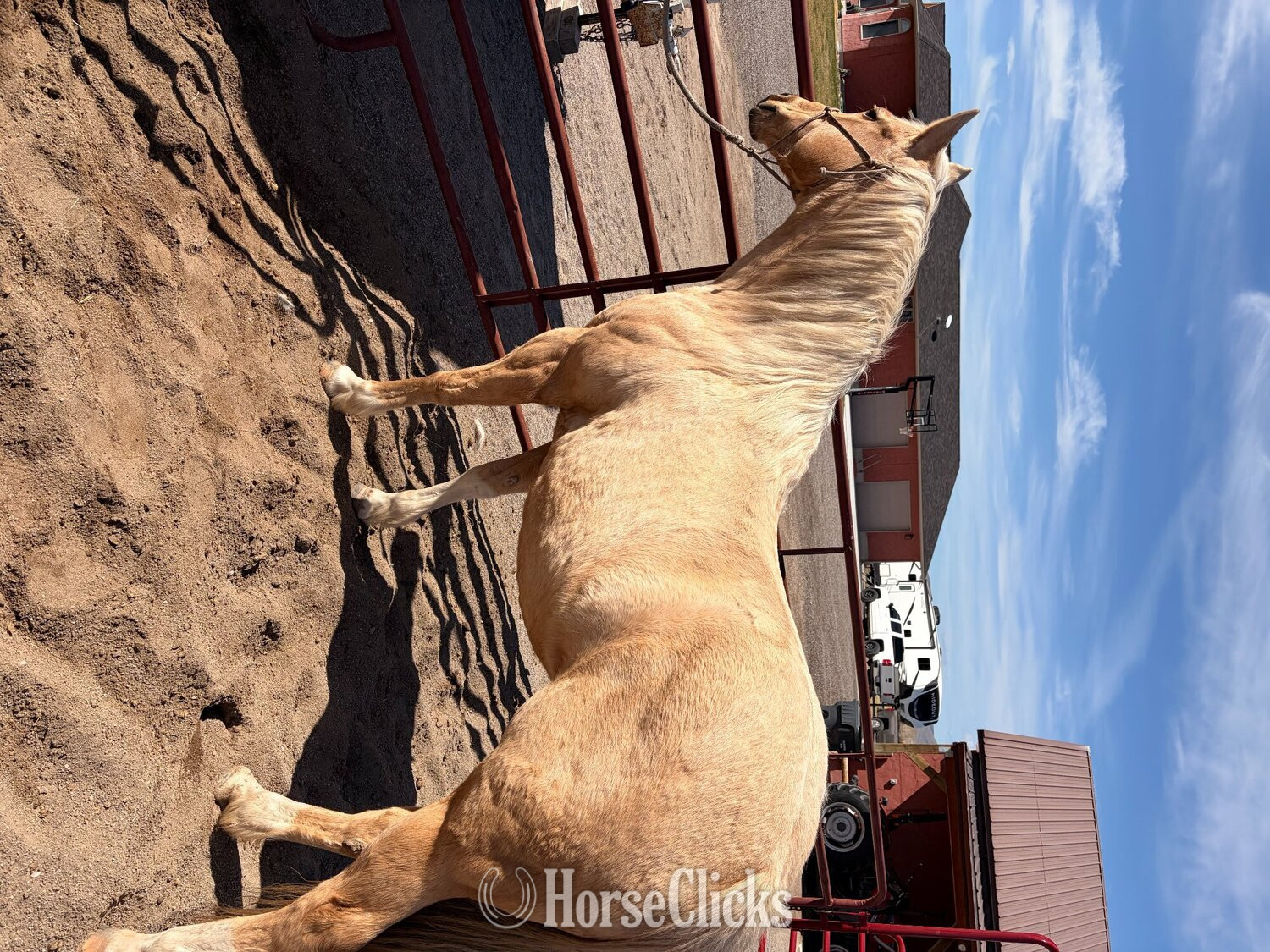 "Shiners Yellow Rose " Palomino Mare Quarter Horse in Montana