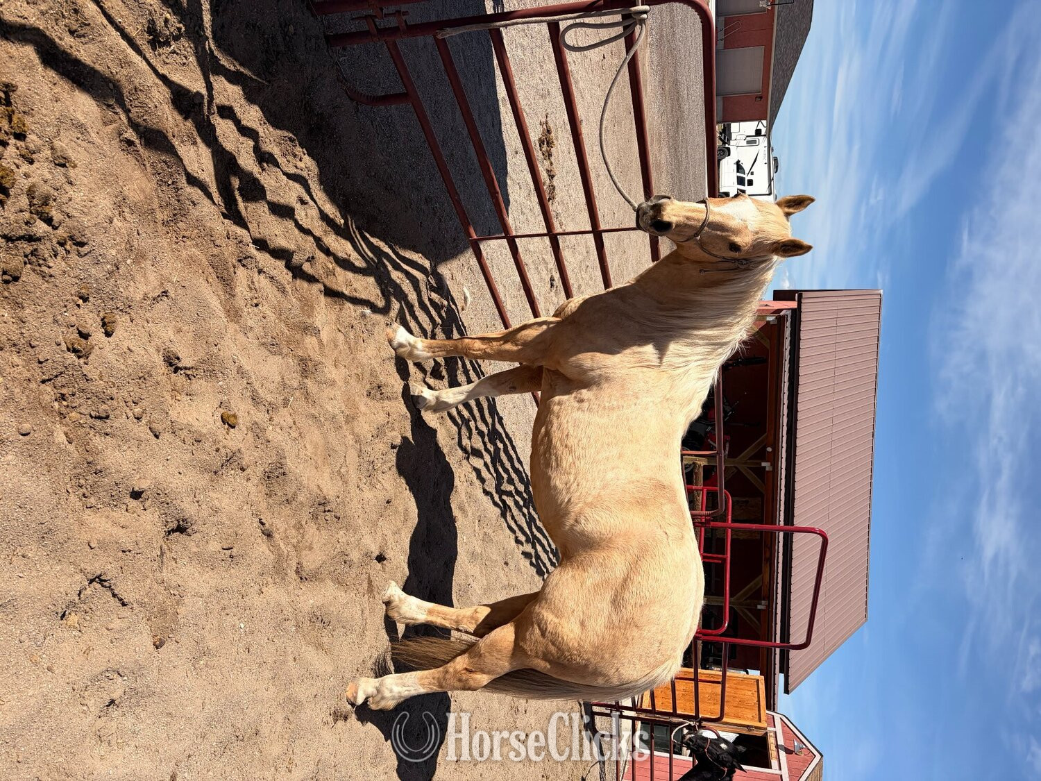 "Shiners Yellow Rose " Palomino Mare Quarter Horse