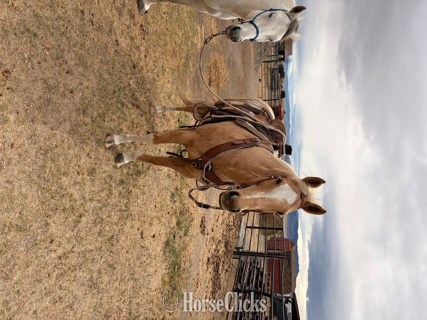 "Shiners Yellow Rose " Palomino Mare Quarter Horse - Quarter Horse in Montana
