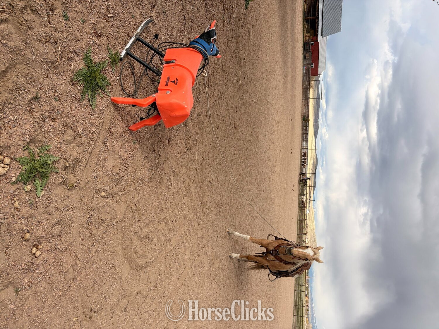 "Shiners Yellow Rose " Palomino Mare Quarter Horse - Quarter Horse