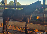"Hope and Onyx" Black Mare Friesian