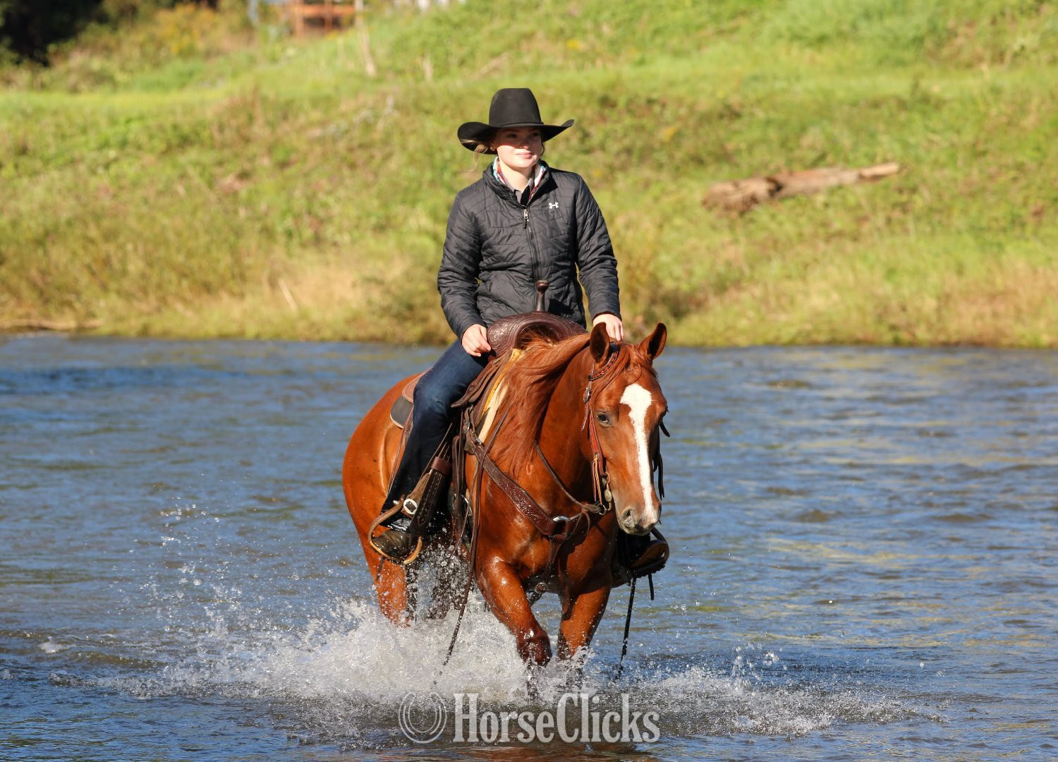 "Lightning McQueen" Sorrel Gelding Quarter Horse - Quarter Horse in Pennsylvania
