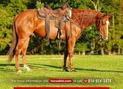 "Lightning McQueen" Sorrel Gelding Quarter Horse