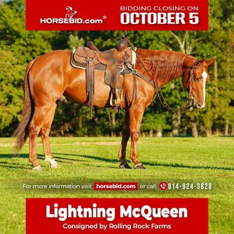 "Lightning McQueen" Sorrel Gelding Quarter Horse