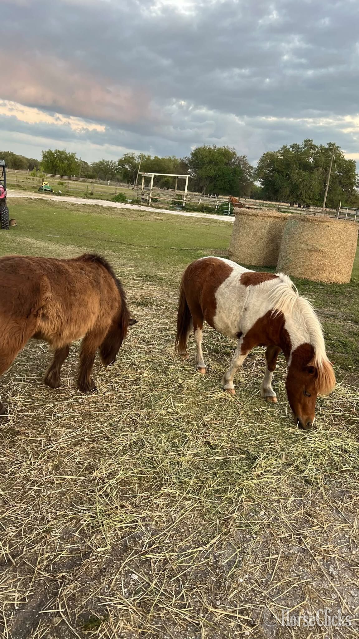 "Bossman and Cricket"  Gelding American Miniature in Florida