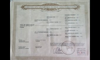 "Ty" Buckskin Stallion Quarter Horse