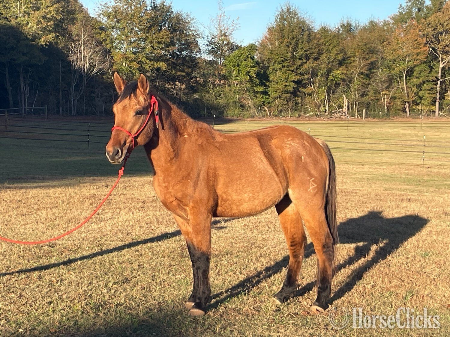 "Ty" Buckskin Stallion Quarter Horse