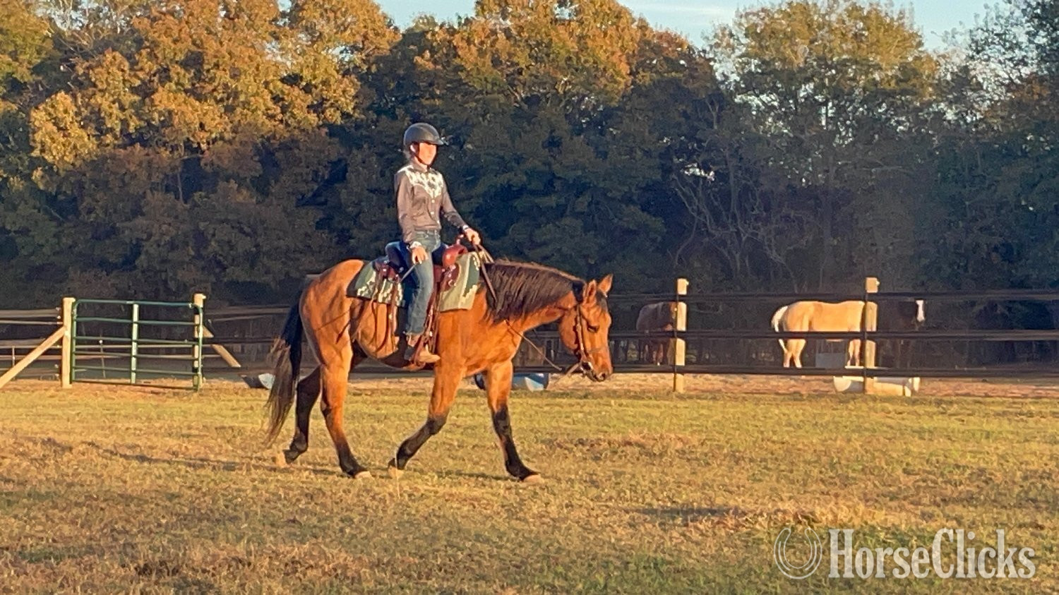 Georgia "Ty" Buckskin Stallion Quarter Horse